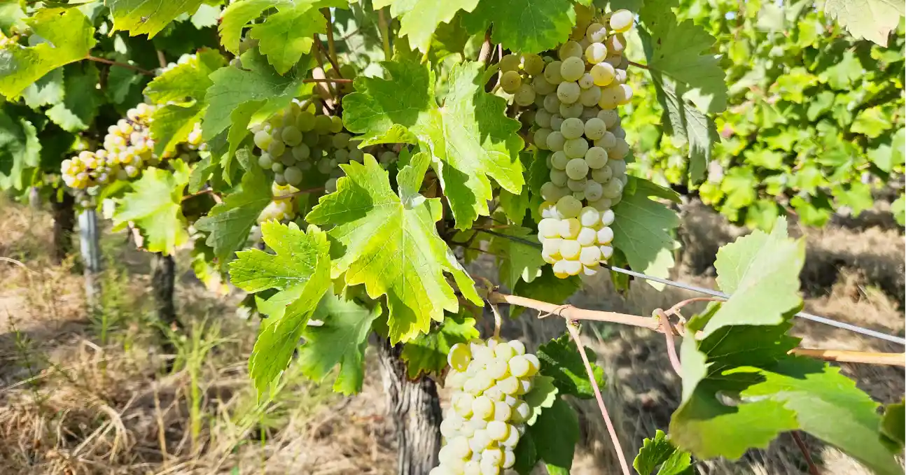 SiDivin vigne 17