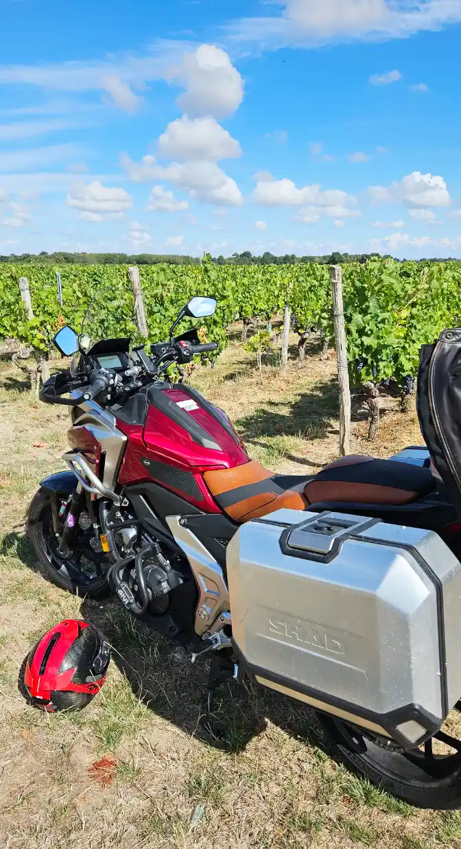 SiDivin vigne 8